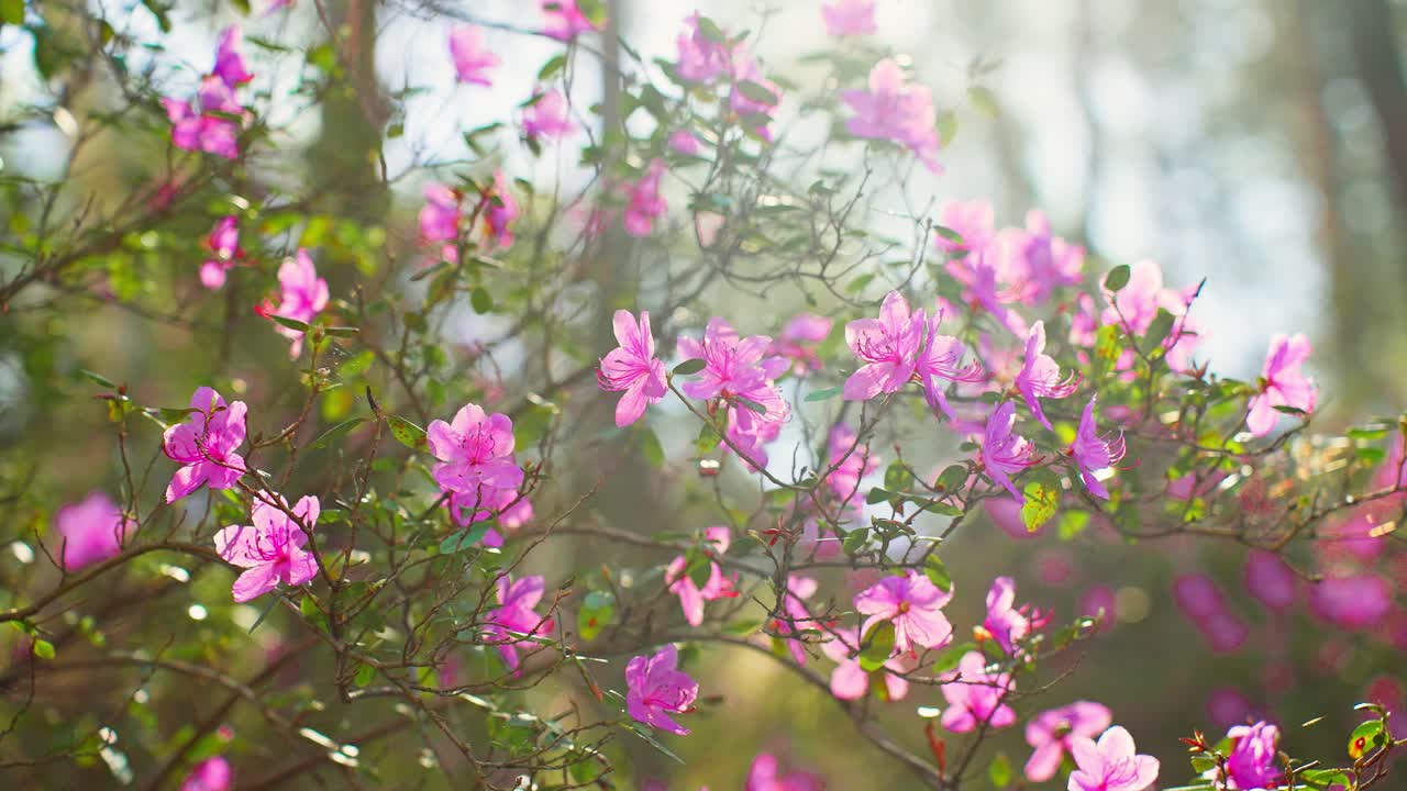 Beautiful Pink Azaleas in Bloom