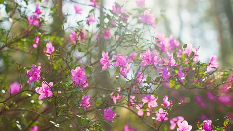 beautiful pink azaleas in bloom