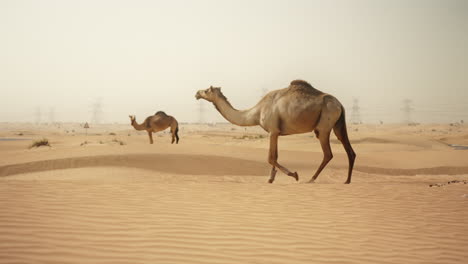 camels in the desert