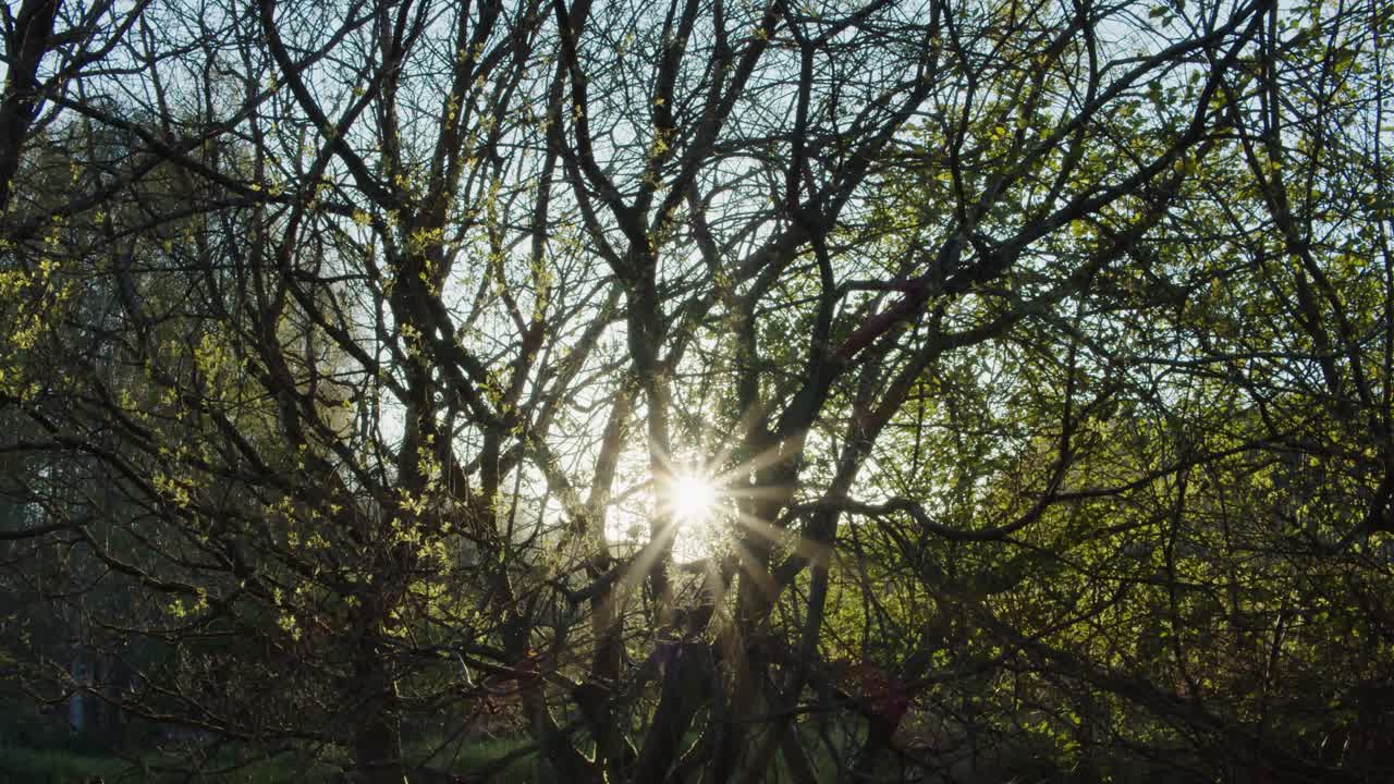 Slow movement in the leaves of a tree with twisted branches through which sun rays shine.