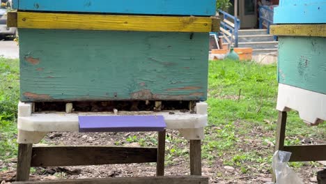 Panal-De-Abeja-De-Miel-De-Colmena-En-Casa-Con-Flores-De-Azahar-En-La-Temporada-De-Primavera-Cerca-Del-Bosque-Polen-De-Flores-Orgánicas-Miel-Dulce-Industria-De-Alimentos-Naturales-En-Medio-Oriente-Asia-Arabia-Saudita-Agricultura-Escénica