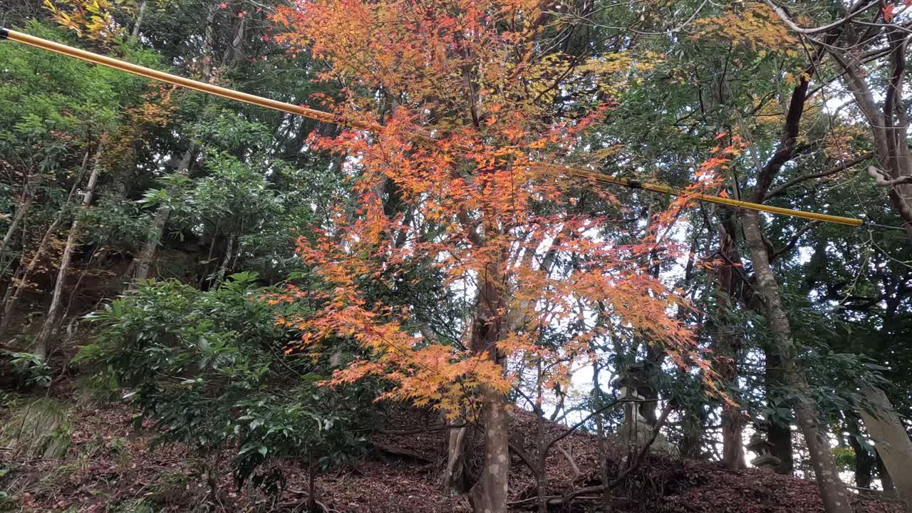 가을 잎이 바뀌는 시간 간격