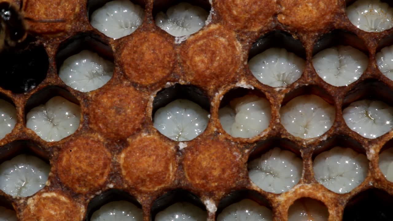 larvas de abejas que se mueven en células