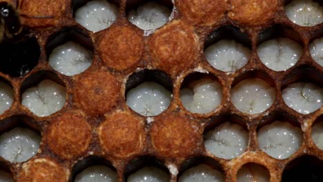 bee larvae moving in cells