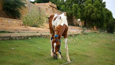 caballo comiendo hierba para sobrevivir cerca de un lago