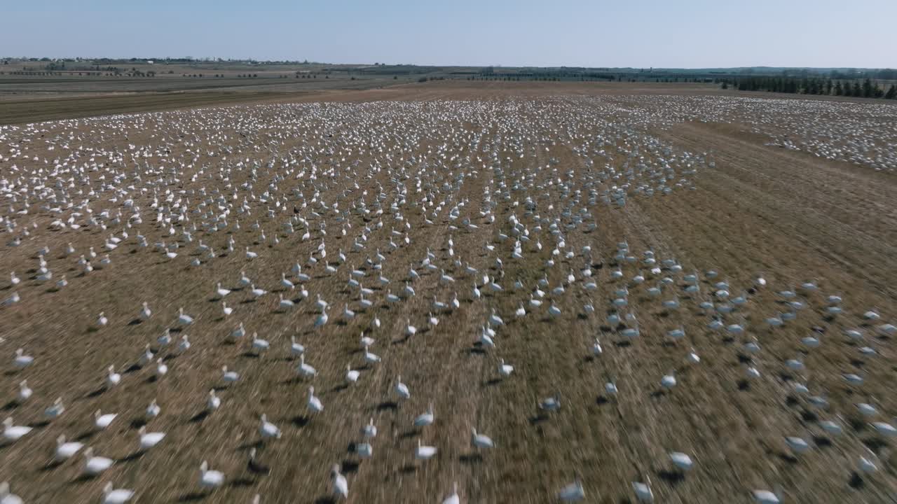 이동하는 동안 농장에서 날고 걷는 흰기러기 떼