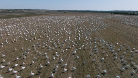 bandadas de gansos de nieve volando y caminando en la granja durante su migración