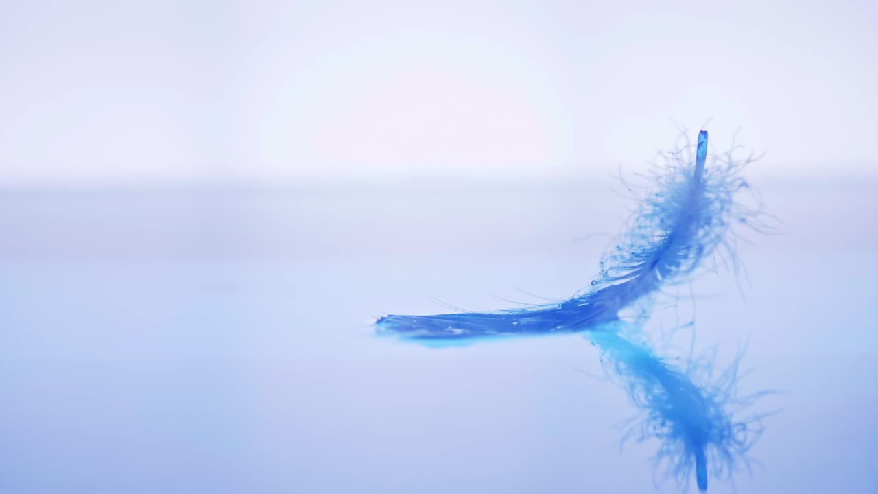 새의 깃털이 수면에 떨어졌다 슬로우 모션 감각으로 가을의 가벼움과 부드러움