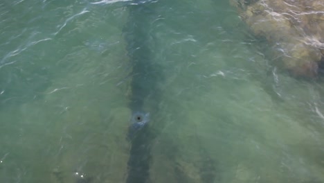 oil dripping up from the uss arizona from the sunken ship at pearl harbor