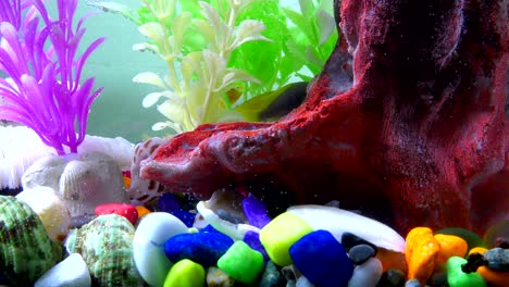 fishes in underwater in colorful aquarium