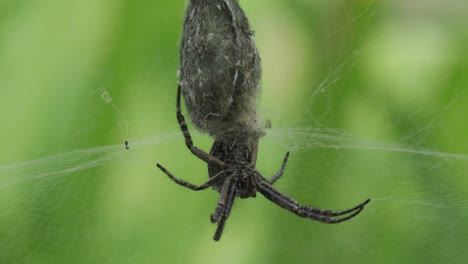 Native-to-Norfolk-Island,-Australia-the-Foliage-Web-Spider