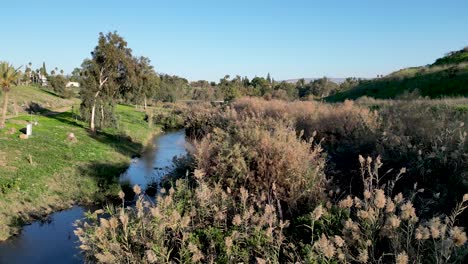 Peitschengrün-Im-Winter-–-Jordanfluss-–-Yardenit-Taufe,-Heilige-Christliche-Stätte-–-Religiöser-Tourismus-–-Nordisrael