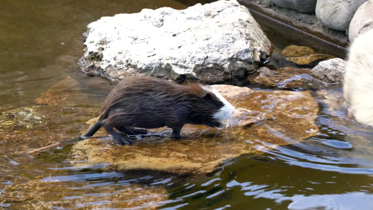 Simpatica nutria che si arrampica su una roccia, salta in acqua e nuota