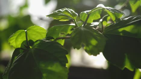 cerca de las hojas verdes de las plantas con gotas de agua