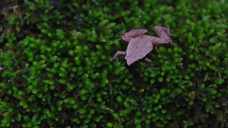 Seen-flat-on-the-moss-revealed-by-some-light-shining-on-it-then-it-moves,-Olive-Dasia-or-Olive-Tree-Skink-Dasia-olivacea,-Thailand