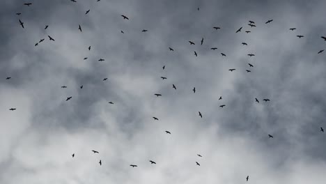 bandada de pájaros cuervo negro contra el cielo de tormenta con nubes grises oscuras, vista desde abajo