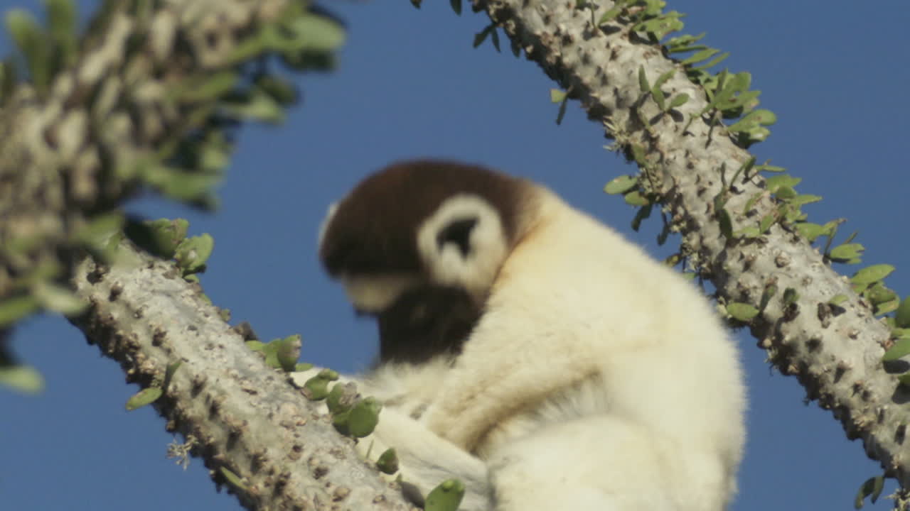 sifaka verreauxi encima de un cactus pulpo lamiendo su pelaje, luego levantando la cabeza en un plano medio con el cielo azul de fondo