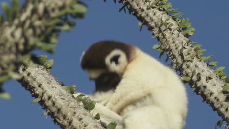 Sifaka-Verreauxi-Auf-Einem-Oktopus-Kaktus,-Der-Sein-Fell-Leckt-Und-Dann-Den-Kopf-Hebt,-Mittlerer-Schuss-Mit-Blauem-Himmel-Im-Hintergrund