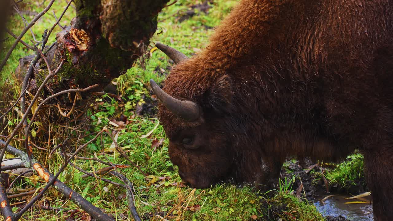 European Bison in a Woodland Environment