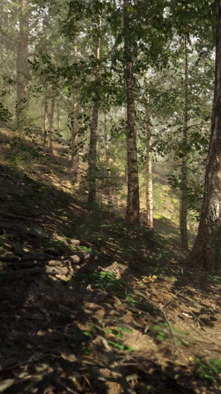 Paesaggio forestale con alberi e luce solare in un ambiente naturale.