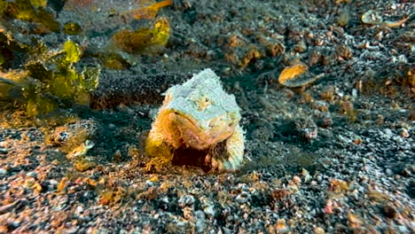 flasher scorpionfish motionless on sandy bottom