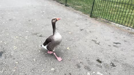 Wild Duck Strolling Leisurely in Park