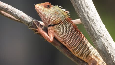 Lagarto-En-El-árbol---Rojo---Ojos---Esperando-Palanca