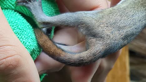 pequeña ardilla bebé abandonada siendo alimentada por un humano compasivo