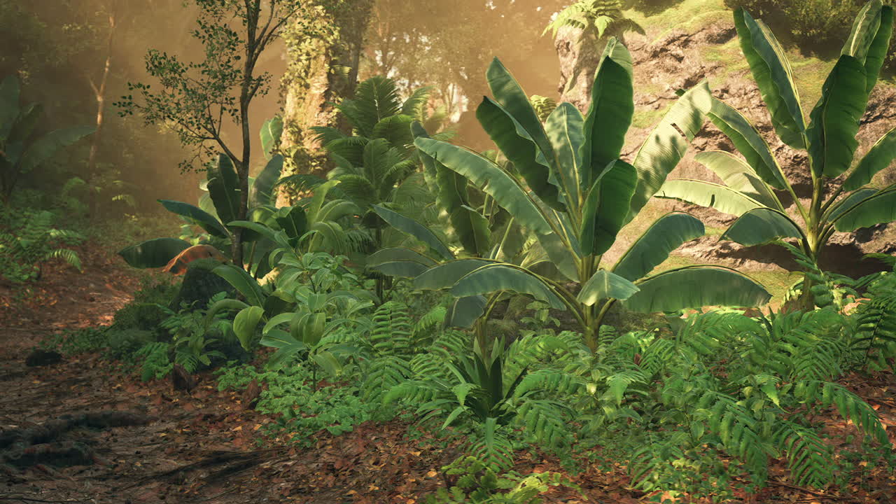 Lush tropical plants thrive under warm sunlight in a dense forest setting