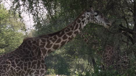 una girafa se alimenta en el parque nacional de serengeti, en tanzania.