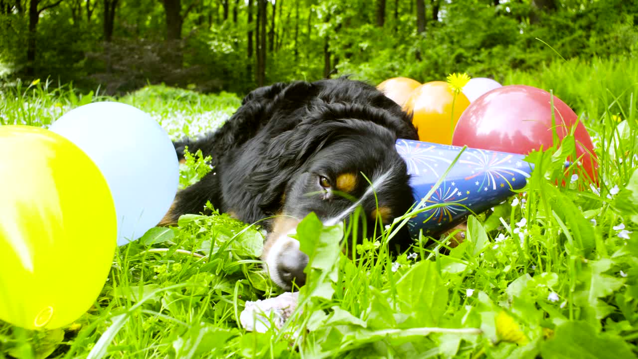 축제 모자 를 입은 개 가  를 먹고 있다