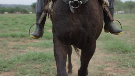 frente a cámara lenta en primer plano de un jinete montando su caballo en un campo