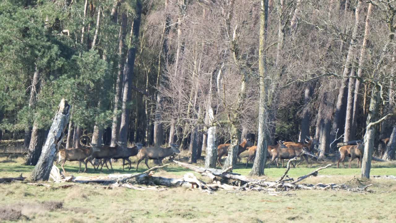 네덜란드 의 호게 벨루베 국립 공원 의 보호 구역 에 있는 대규모 사 ⁇  집단