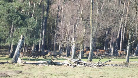 large group of deers on the reserve park of hoge veluwe national park in netherlands