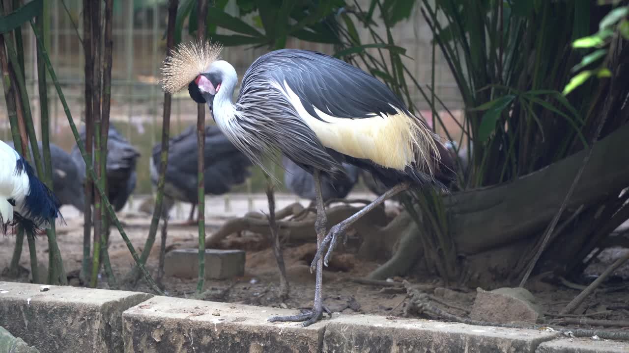 grulla coronada gris durmiente, psittacus erithacus esponjar sus plumas, de pie con gracia con una pierna en el santuario de aves, parque de vida silvestre
