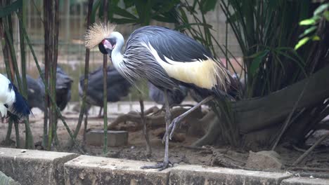 sleeping grey crowned crane, psittacus erithacus fluff up its feathers, gracefully standing with one leg at bird sanctuary, wildlife park