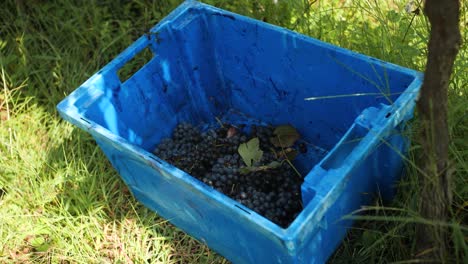 wine grape bunches dropping in plastic blue crate on ground in vineyard during grapes harvesting in portugal