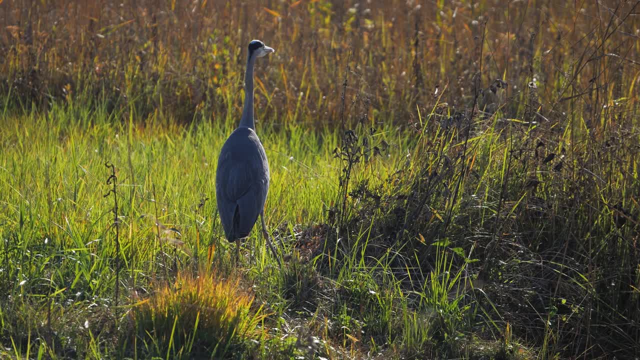 Grey Heron in a Field
