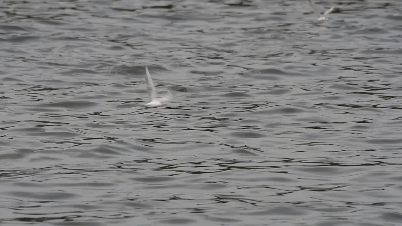 제비 갈매기와 갈매기는 태국으로 이동하는 철새로 원을 그리며 날아 다니며 방푸 레크리에이션 센터 부두에서 바다에 떠있는 음식을 위해 번갈아 가며 훑어 봅니다.