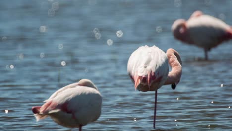 Flamencos-Carmargue-24