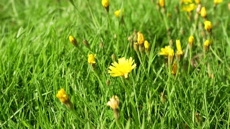 little yellow wild flowers on a green grassy field, on a bright sunny day