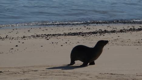 Entzückender-Seelöwenwelpe-Am-Sandstrand-Von-San-Cristobal-Auf-Den-Galapagosinseln,-Ecuador