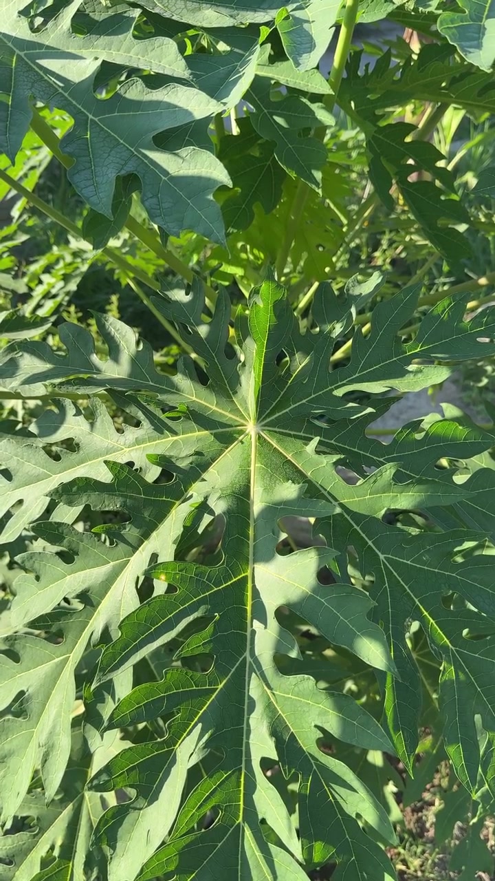 Primo piano di una foglia di papaya verde brillante alla luce del sole