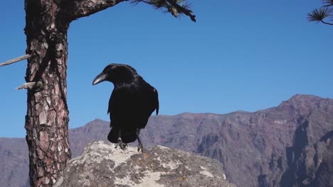 raven sits on a rock