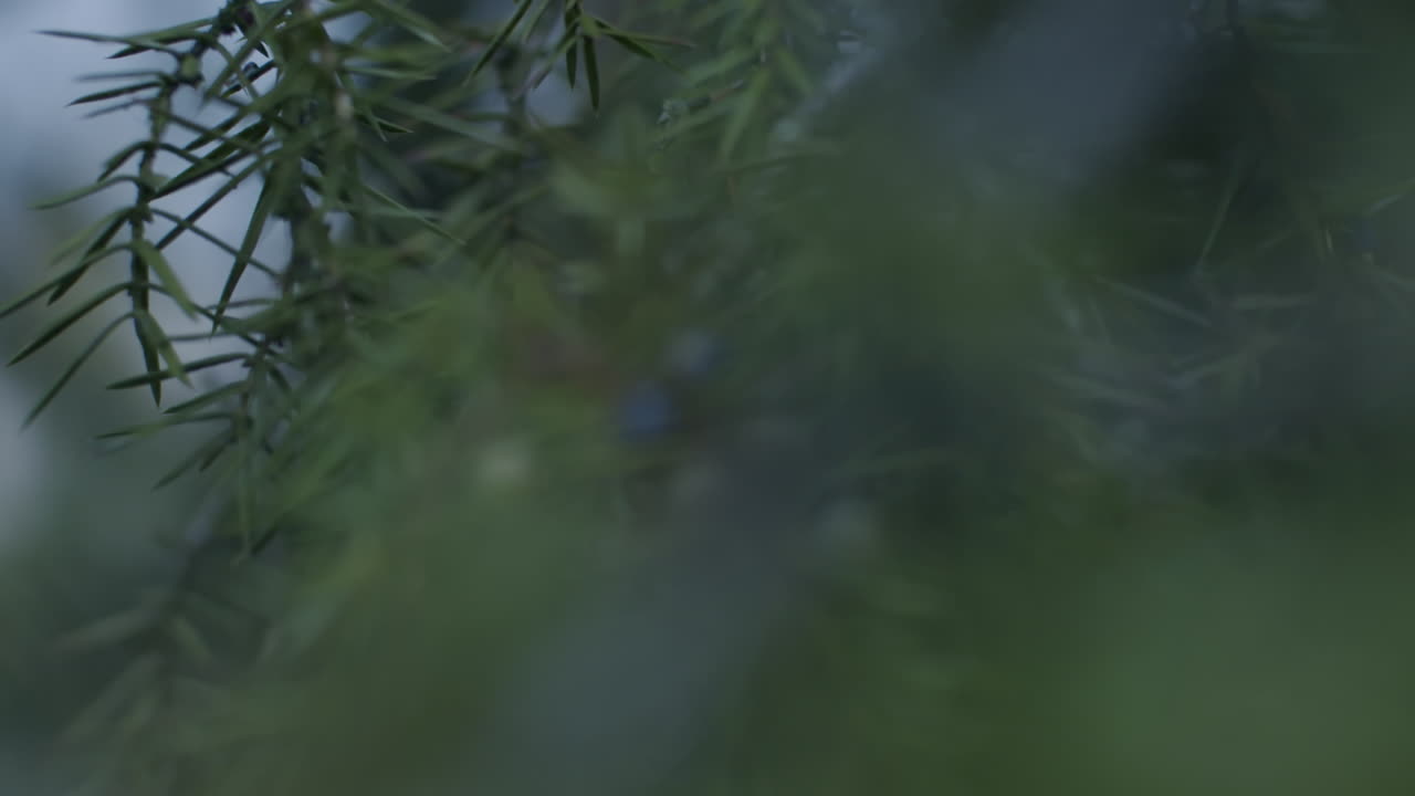 Close-Up of Juniper Bush