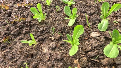 el lapso de tiempo de las plantas jóvenes que crecen en el suelo.