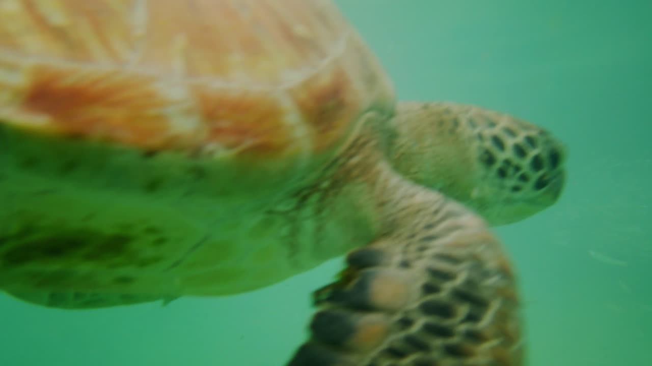 большая зеленая морская черепаха поднимается на воздух