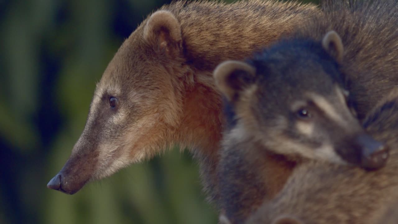 Un gruppo di coati sudamericani nella foresta pluviale, che annusano l'aria con i loro lunghi nasi.