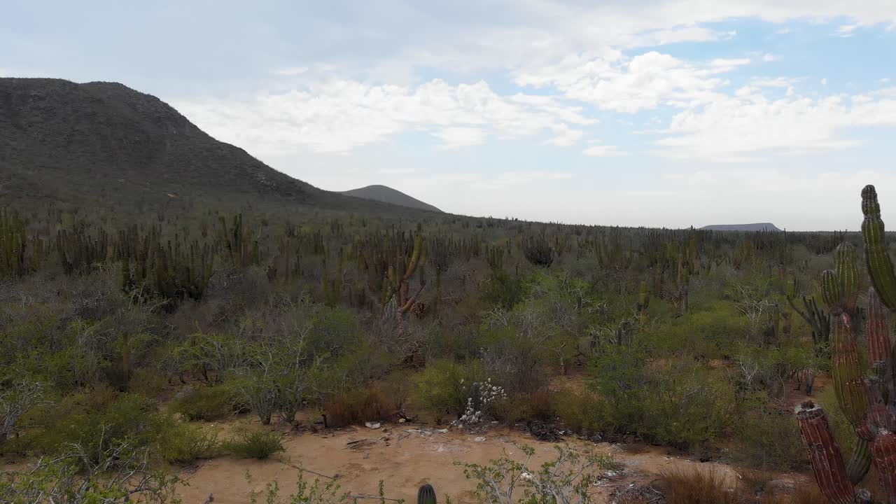 멕시코 시골 시골에서 선인장과 산의 드론 샷 설정