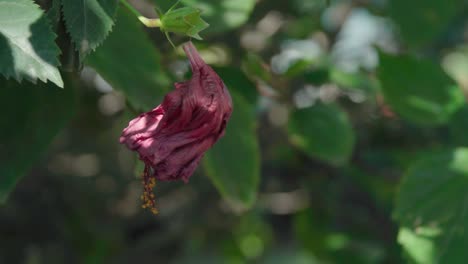 shriveled up red flower dangling dead from stem and leaves, close up